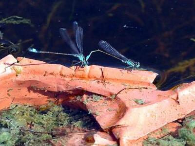Εξαπλώνεται ο ιός του δυτικού Νείλου σε ...
