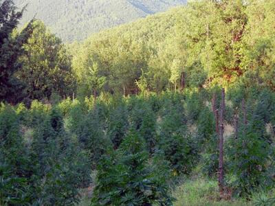 Κυκλοφόρησαν τα πρώτα χάπια μαριχουάνας