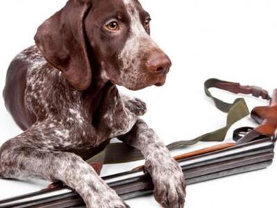 Σκύλος τράβηξε την σκανδάλη και πυροβόλη...