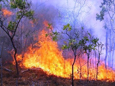 Φωτιά στην Κόρινθο- Καίγεται πευκοδάσος 