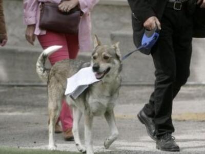 ΕΛΛΑΣ το ΜΕΓΑΛΕΙΟ σου: Αναποφάσιστος ψηφ...