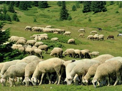 Σαρωτικοί έλεγχοι για την ευλογιά των αι...