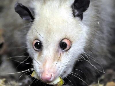 Πέθανε η Χάιντι το αλλήθωρο οπόσουμ