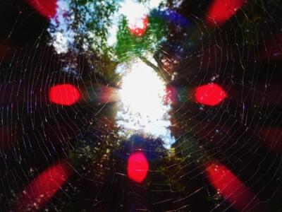 Οι αχόρταγες αράχνες καταναλώνουν έως κα...