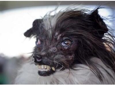 Ο ασχημότερος σκύλος του κόσμου, στέλνει...