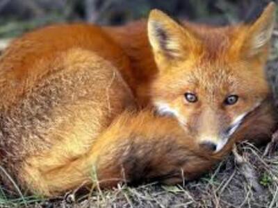 Δυτική Ελλάδα: Ξεκινά ο εμβολιασμός κατά...