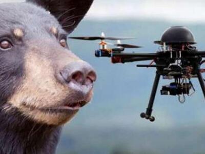 Τα drones αγχώνουν τις αρκούδες