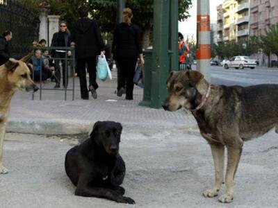 Το Ποτάμι για τα αδέσποτα στην Πάτρα: Ο ...
