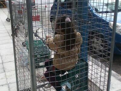 Πάτρα: Ενα παιδί φυλακισμένο(!) μέσα σε ...
