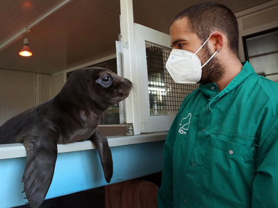 Αρσενική φώκια που βρέθηκε τραυματισμένη...