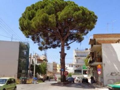 Πάτρα:Η κοπή της κουκουναριάς της Αρόης ...