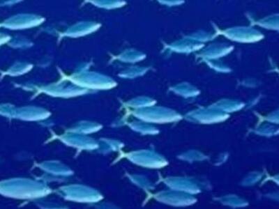 Ψάρια με ίνες πλαστικού στις θάλασσες