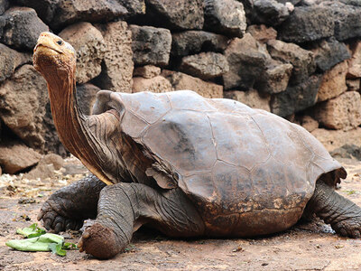 Βρέθηκε γιγαντιαία χελώνα, που θεωρείτο ...