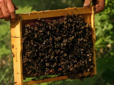 Hλεία: Θανάτωσαν μελίσσια στην Αχλαδινή