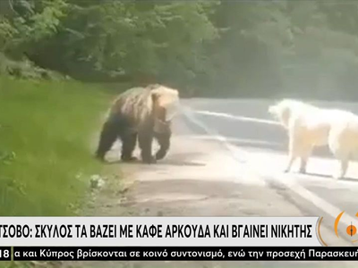 Μέτσοβο: Σκύλος τα βάζει με καφέ αρκούδα...