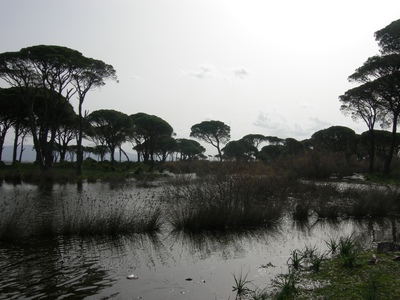 Εξόρμηση καθαριότητας στο δάσος της Στροφυλιάς
