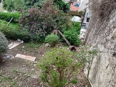 Πάτρα: Σωριάστηκε πανύψηλο δέντρο στις σ...