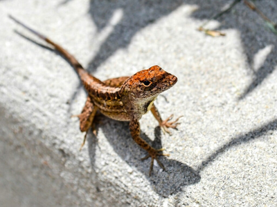 Βρήκαν νέο είδος σαύρας στη χώρα - Πού ζει