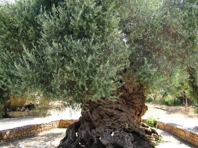 Υπεραιωνόβια ελιά Κρήτης