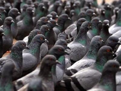 Αποκωδικοποιήθηκε το DNA του περιστεριού