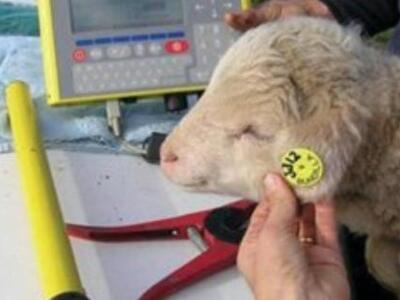 Δυτική Ελλάδα: Απογραφή μητρώων αιγοπροβ...