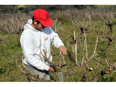 Αίγιο: Ημερίδα από το ΚΚΕ για την αμπελο...