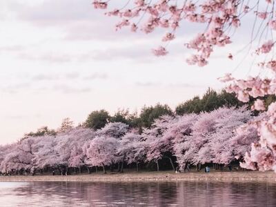 Οι κερασιές στο Τόκιο άνθισαν δέκα μέρες νωρίτερα 