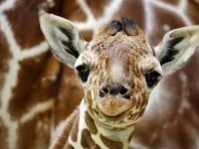 Το τρυφερό αντίο της καμηλοπάρδαλης στον...
