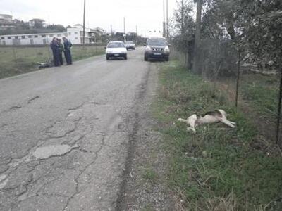 Αγρίνιο: Σκύλος προκάλεσε τροχαίο ατύχημα