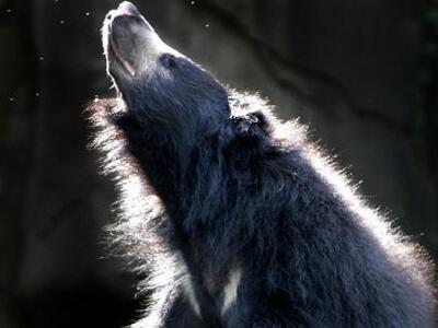 Mαύρες αρκούδες ίσως «μετρούν», όπως οι πίθηκοι