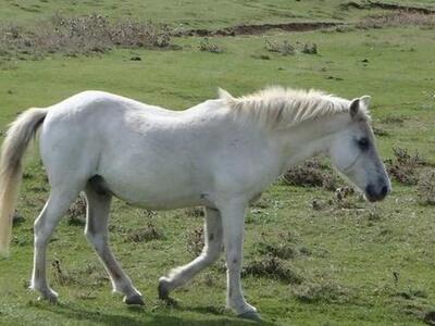 Πάτρα: Κυριακάτικη βόλτα με το άλογο του...