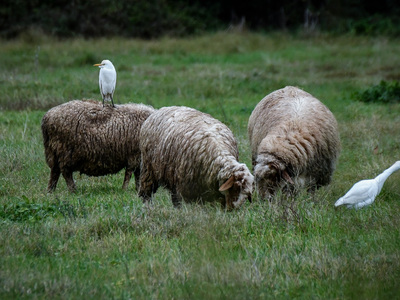 Περιφέρεια: Οδηγίες προς κτηνοτρόφους γι...