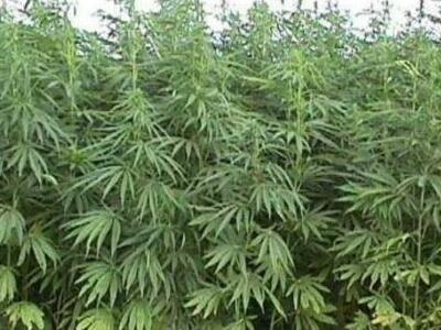 Ηλεία: Έκρυβαν το χασίς ανάμεσα στα ... ...