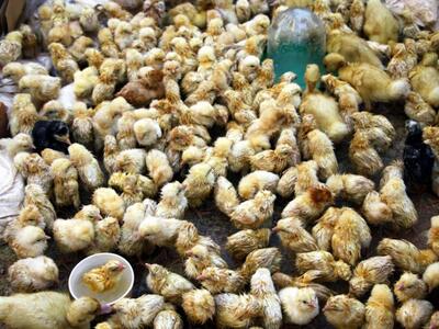 Ακόμη και τα κοτόπουλα μετρούν από τα αρ...