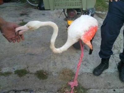 Διάσωση ενός τραυματισμένου φλαμίνγκο στ...