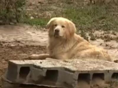 Λακωνία: O σκύλος που γλύτωσε από τις πλ...