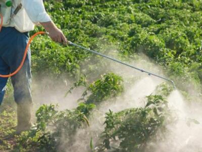 Τελευταίος ψεκασμός δακοκτονίας στην Αχαΐα σήμερα