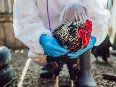 Γρίπη των πτηνών: Στην Ιταλία το πρώτο α...