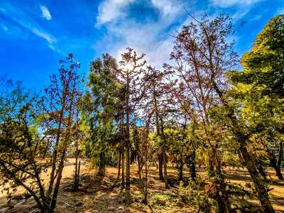Όταν τα φύλλα ψιθυρίζουν ιστορίες