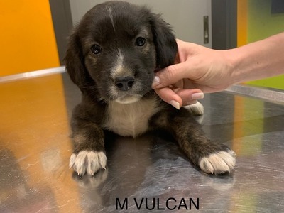 Πάτρα: Δέκα γλυκύτατα κουταβάκια αναζητο...