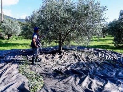 Αχαΐα: Ο καιρός «καίει» τις ελιές- Μειωμ...