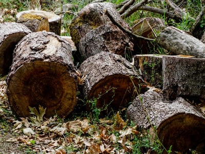 Ναύπακτος: Συνεχίζεται η δωρεάν διάθεση καυσόξυλων