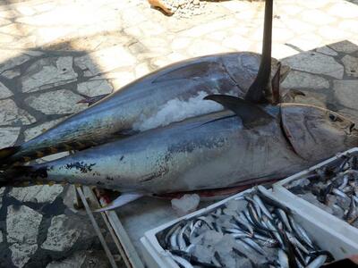 Δυτική Ελλάδα: Νέα εντυπωσιακή ψαριά στα...