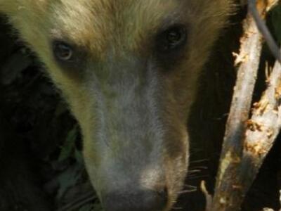 Δέντρα που άφησε η ΔΕΗ σε λίμνη έπνιξαν ...