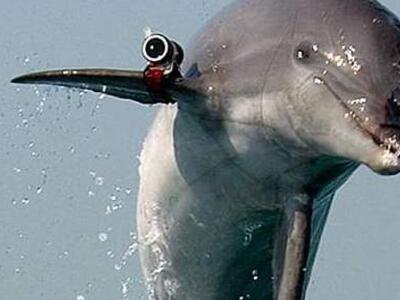  Συνέλαβε ...δελφίνι για κατασκοπεία ο π...