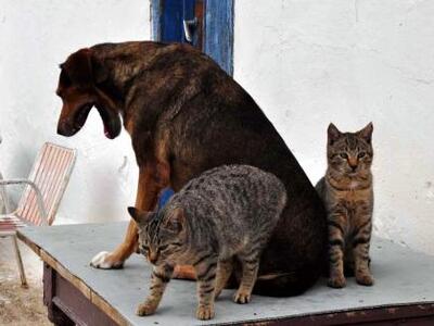 Πάτρα: Περισσότεροι από 2.000 πολίτες επ...