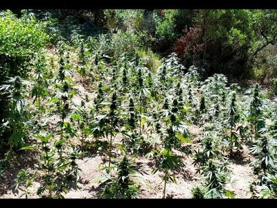 Φύτεψαν χασισοφυτεία δίπλα σε μοναστήρι! 