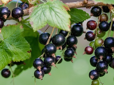 LIVE το πρώτο συνέδριο για τη Μαύρη Σταφ...