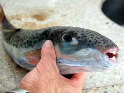 Ο λαγοκέφαλος πήγε…Νομαρχία