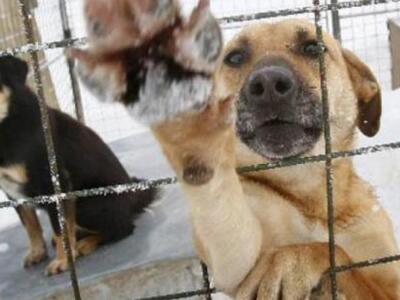 Λύση ΤΩΡΑ στο πρόβλημα με τα αδέσποτα ζη...